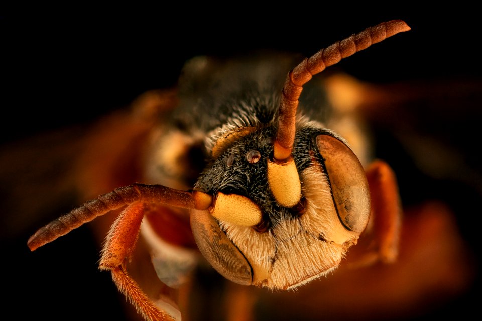 Nomada erigeronis, m, face, Talbot, Poplar Island, MD 2019-10-21-16.15.17 ZS PMax UDR