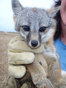 Island Fox Pup photo