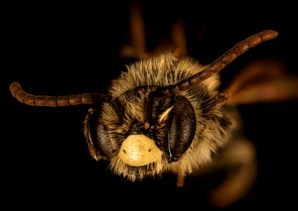 Andrena brevipalpis, M, face, Caroline County 2015-10-27-10.11.53 ZS PMax UDR photo