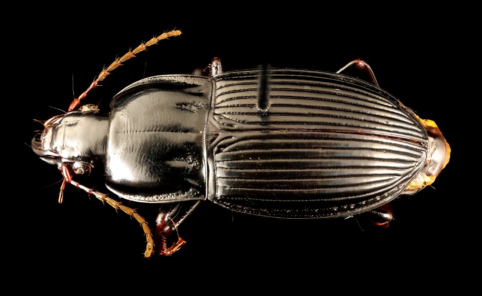 Pterostichus permundus, u, maryland, cove point, back 2017-01-13-11.11.29 ZS PMax UDR