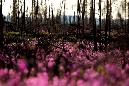 Kenai Fireweed in August