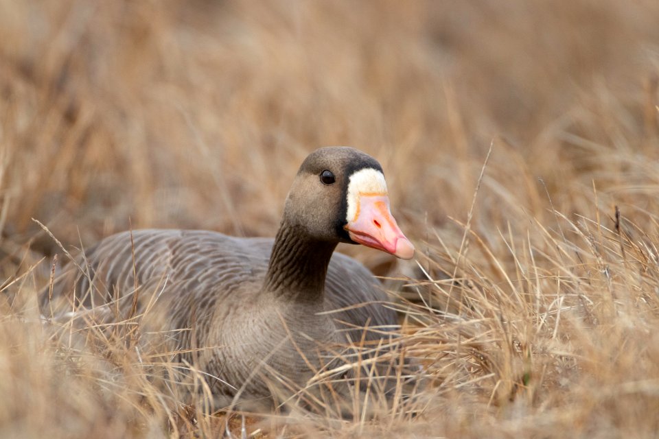 Greater white-fronted goose