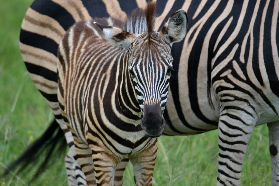 Wildlife mammal wild
