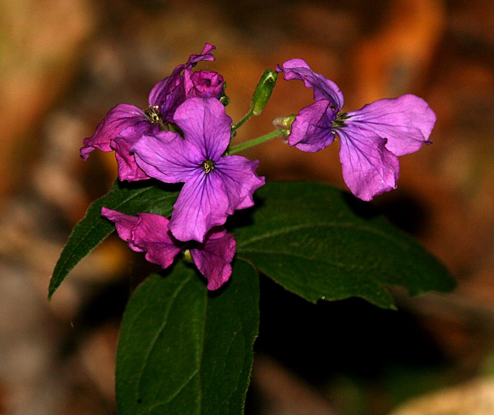 MONEY PLANT (lunaria annua?) -2 (7-4-07) coon ck, mdo -1