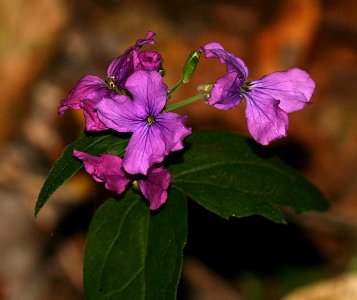 MONEY PLANT (lunaria annua?) -2 (7-4-07) coon ck, mdo -1