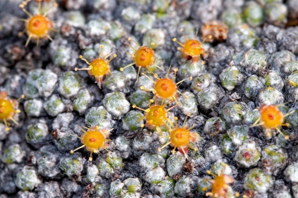 Ciliate saxifrage