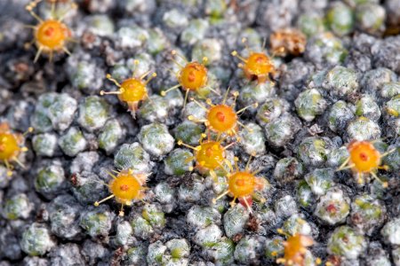 Ciliate saxifrage