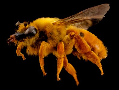 Diphaglossa gayi, f, side, chile 2014-08-04-18.17.33 ZS PMax photo