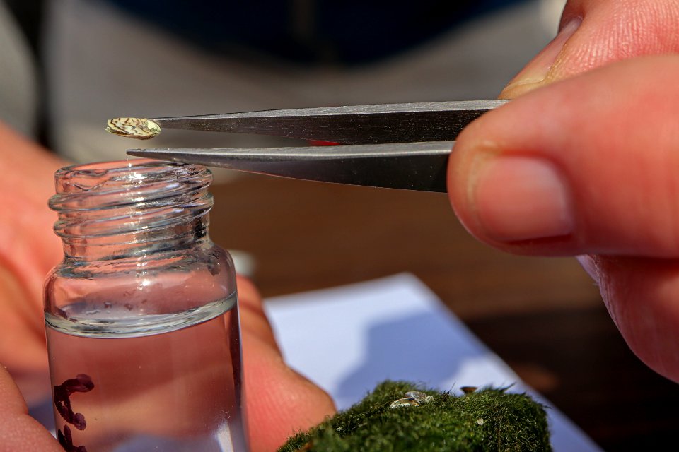 Zebra Mussels and Moss Balls
