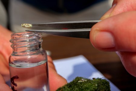 Zebra Mussels and Moss Balls
