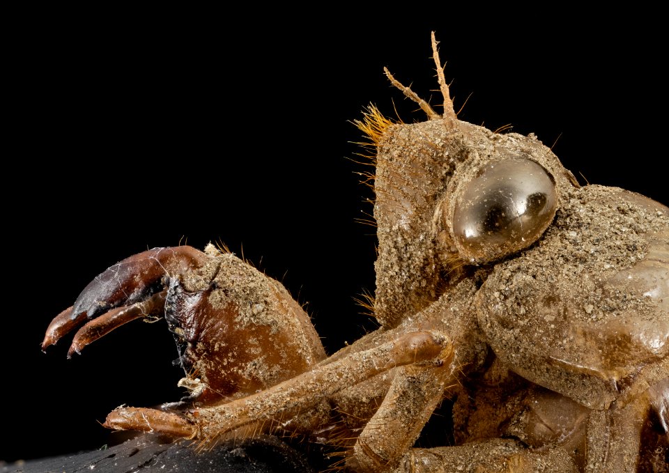 cicada, shell, side face, upper marlboro, md 2014-07-10-20.11.47 ZS PMax
