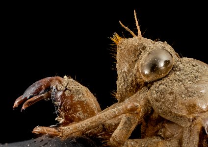 cicada, shell, side face, upper marlboro, md 2014-07-10-20.11.47 ZS PMax photo