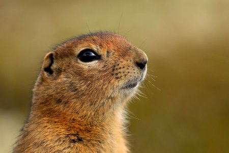 Arctic ground squirrel gives side eye photo