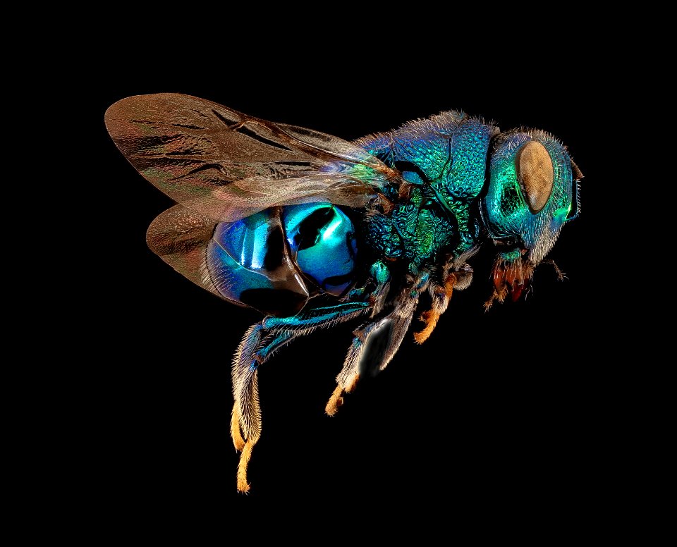 Perilampid species, u, right, Talbot Co., MD 2019-10-24-17.06.50 ZS PMax UDR-Recovered