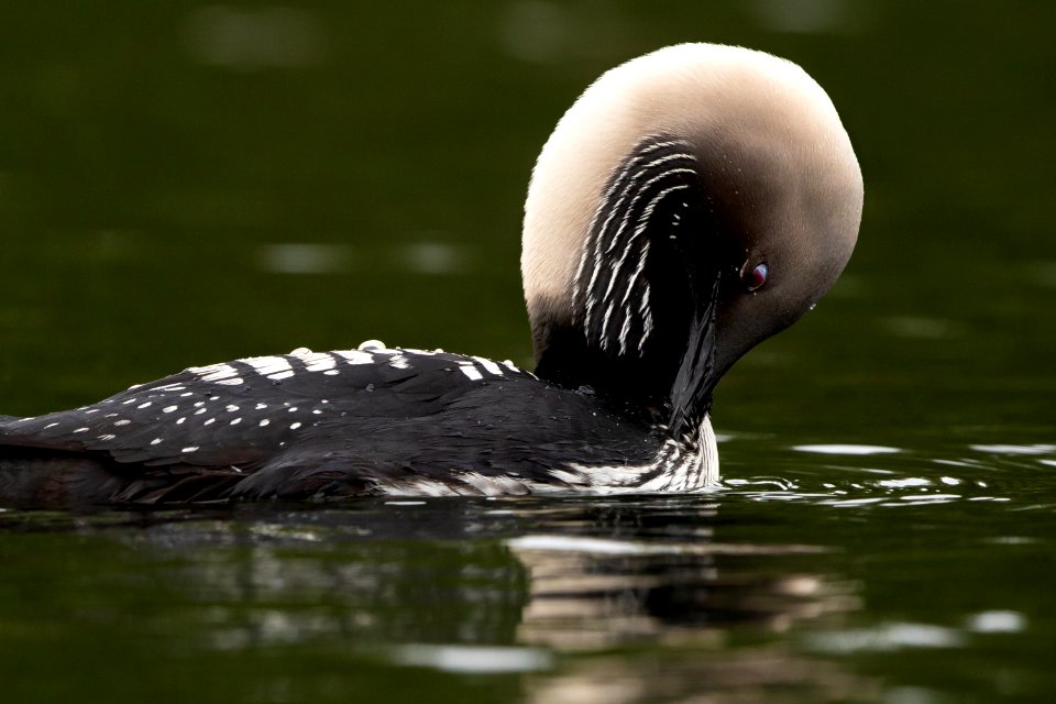 Pacific loon