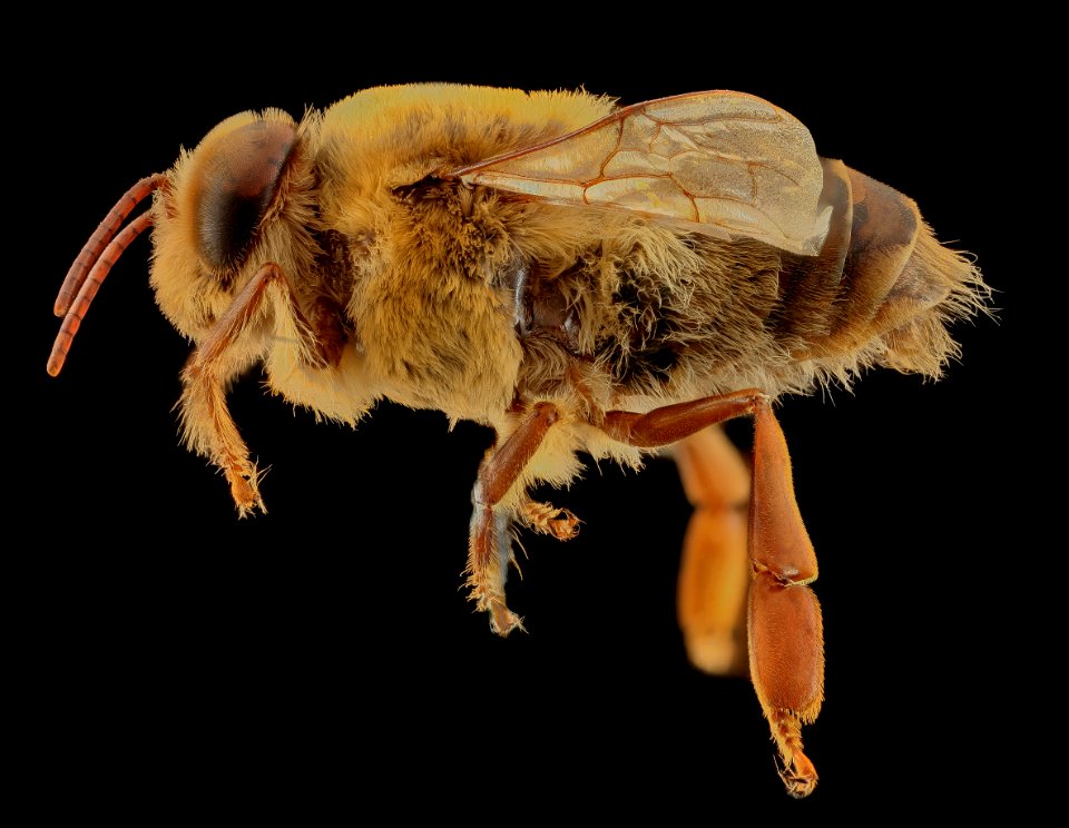 Apis mellifera, Drone, side, MD, Talbot County 2013-09-30-18.32.00 ZS PMax