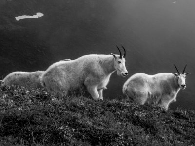 Mountain goats photo