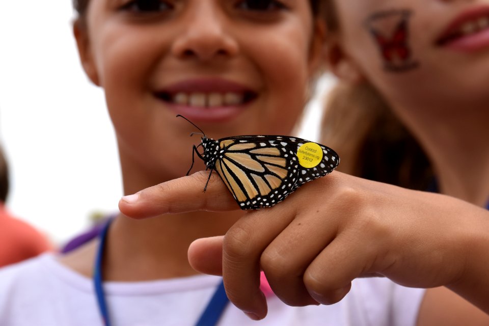 Tagged monarch butterfly in Encinitas, California