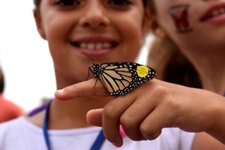 Tagged monarch butterfly in Encinitas, California photo
