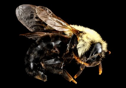 Bombus citrinus, U, side, Maryland, Carolina County 2013-03-12-14.35
