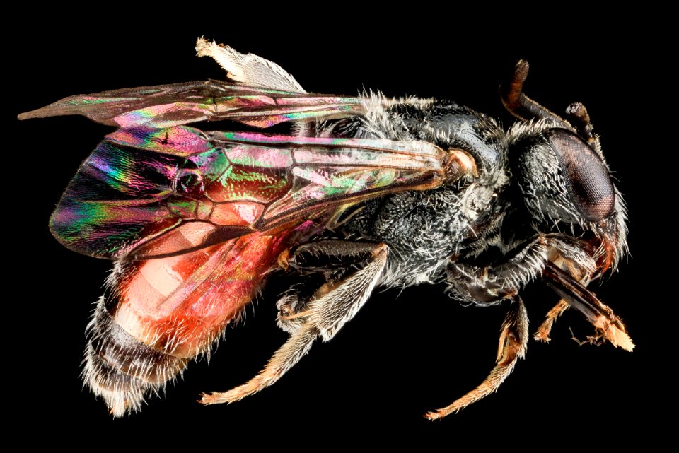 Sphecodes sp, F, Side, Puerto Rico, St. Isabel 2013-07-11-17.28.30 ZS PMax