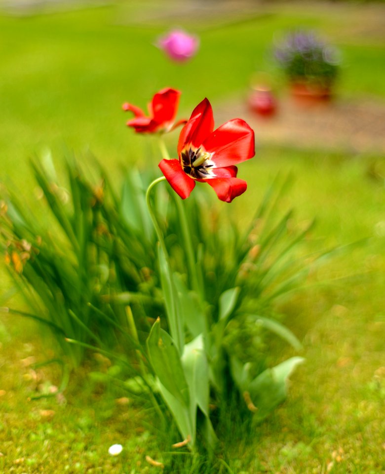 Essener Münster, Blume