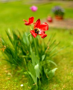 Essener Münster, Blume photo