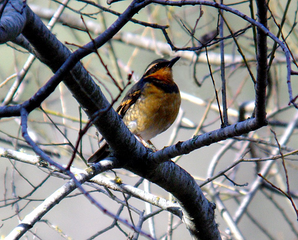 THRUSH, VARIED (1-8-07) cerro alto campground road, slo co, ca