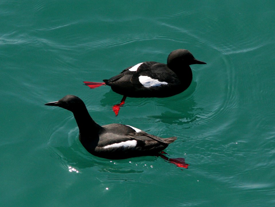 GUILLIMOT, PIGEON (3-24-09) san sim pier -02