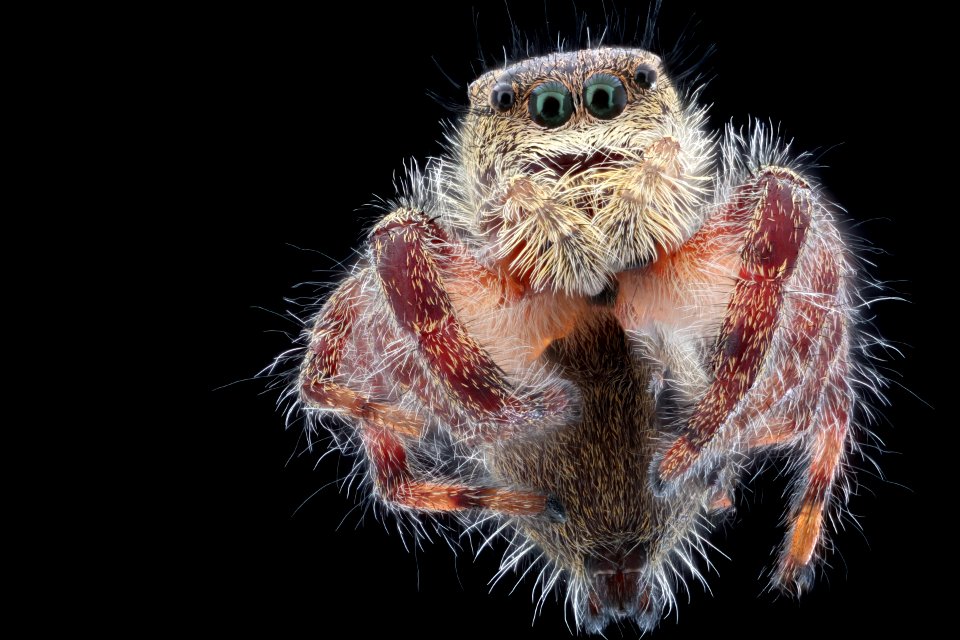 flyig spider, Beltsville, face 2020-10-16-17.49.11 ZS PMax UDR