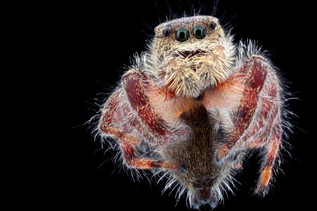 flyig spider, Beltsville, face 2020-10-16-17.49.11 ZS PMax UDR