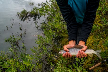 Arctic Refuge - Sheenjek River