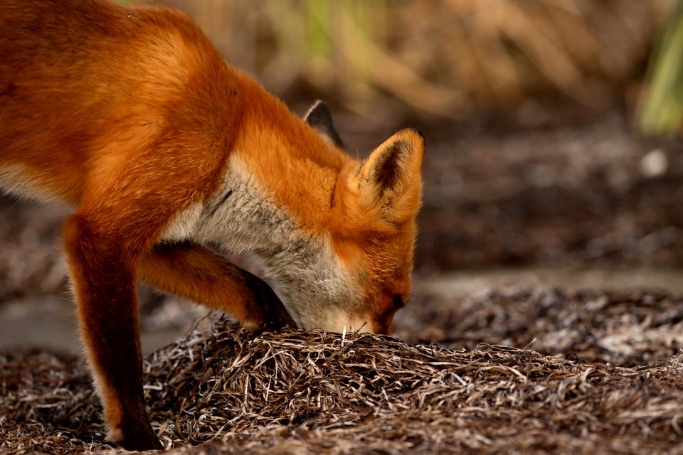 Red fox at Izembek Lagoon