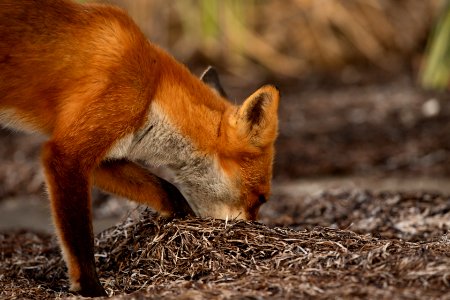 Red fox at Izembek Lagoon