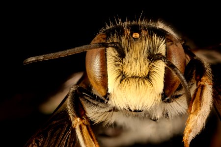 Megachile inimica, m, face, Dorchester Co, MD 2015-12-08-12.45