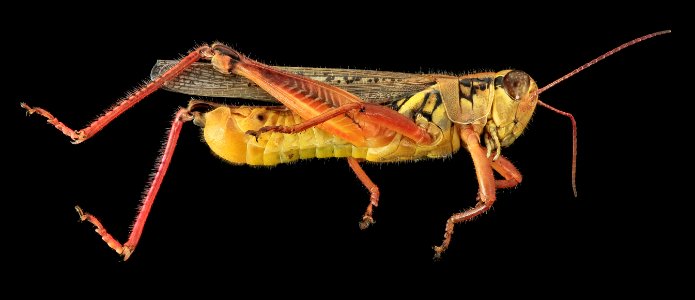 Grasshopper2, U, Side, MD, PG County 2013-07-30-15.34.53 ZS PMax