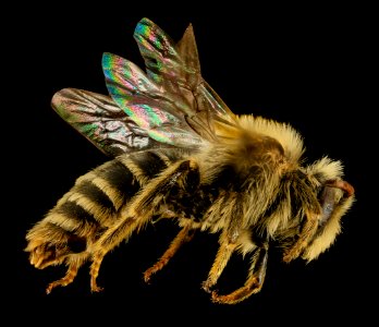 Andrena gardineri, M, Side, OH, Washington County 2014-05-06-13.40.18 ZS PMax photo