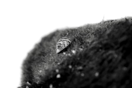 Zebra Mussels and Moss Balls