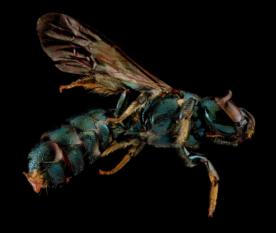 Ceratina mikmaqi, F, Side, MD, Washintgon County 2013-07-25-13.21.37 ZS PMaxb