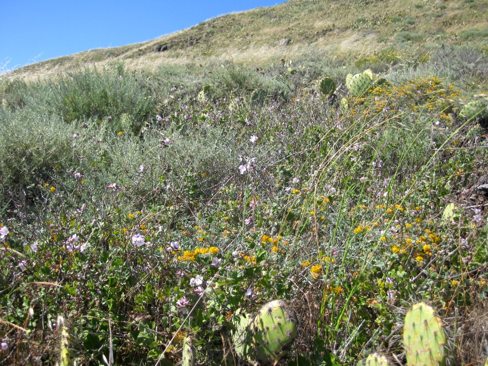San Clemente Island bushmallow and habitat