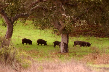 FERAL PIGS (1-2-06) canet road, morro bay, slo co, ca