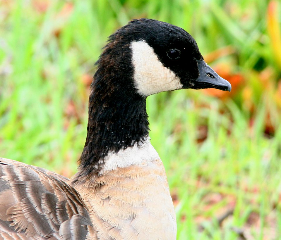 GOOSE, CACKLING (3-16-07)-4 -aleutian, slo co, ca
