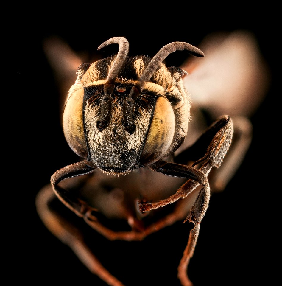 Triepeolus heterurus, f, face, Yolo Co., CA 2019-03-21-21.19.52 ZS PMax UDR
