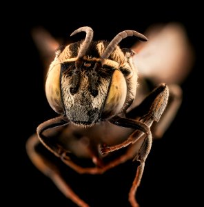 Triepeolus heterurus, f, face, Yolo Co., CA 2019-03-21-21.19.52 ZS PMax UDR photo