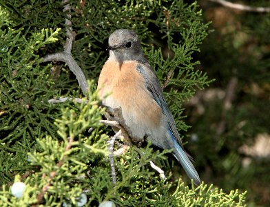 BLUEBIRD, WESTERN (9-21-09) female, cottonwood springs, carrizo n m , slo co, ca -07