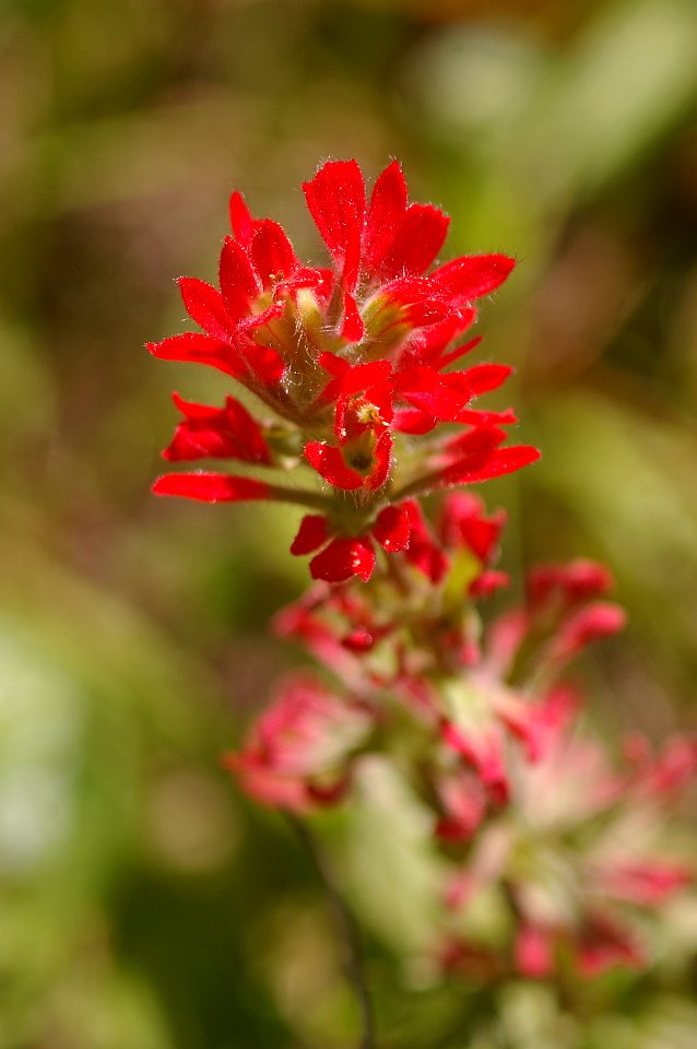PAINTBRUSH, INDIAN) (castilleja afinii afinii) (4-19-06)yard