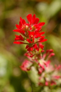 PAINTBRUSH, INDIAN) (castilleja afinii afinii) (4-19-06)yard