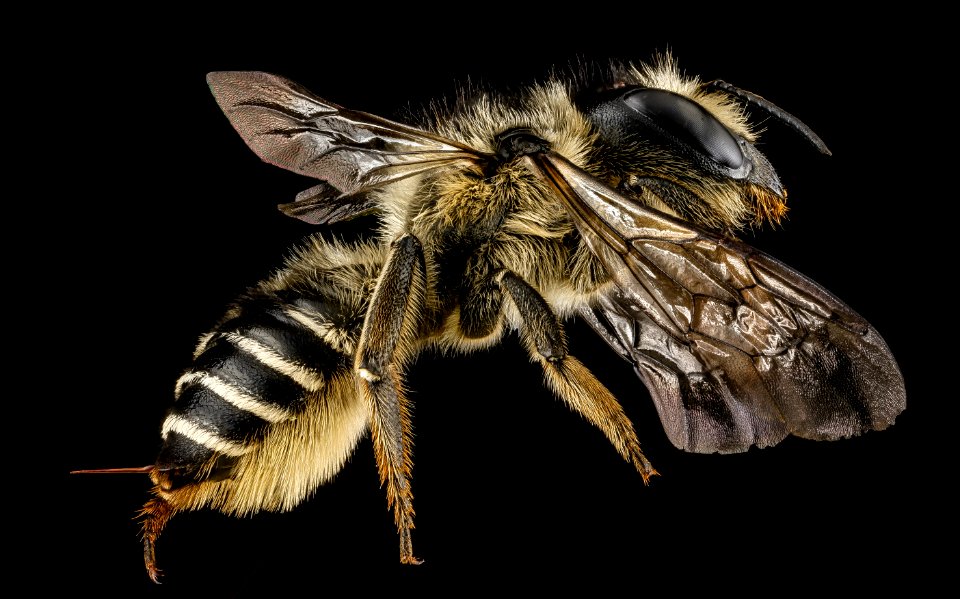 Megachile inermis, female, right side 2012-07-13-18.00