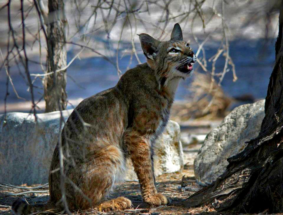 Bobcat at Sonny Bono National Wildlife Refuge