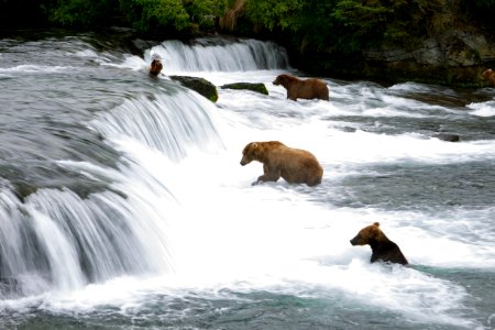 Bears fishing photo